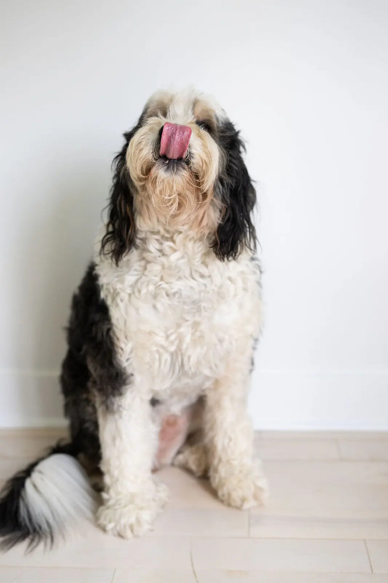 Treat ready-to-bake dog treats