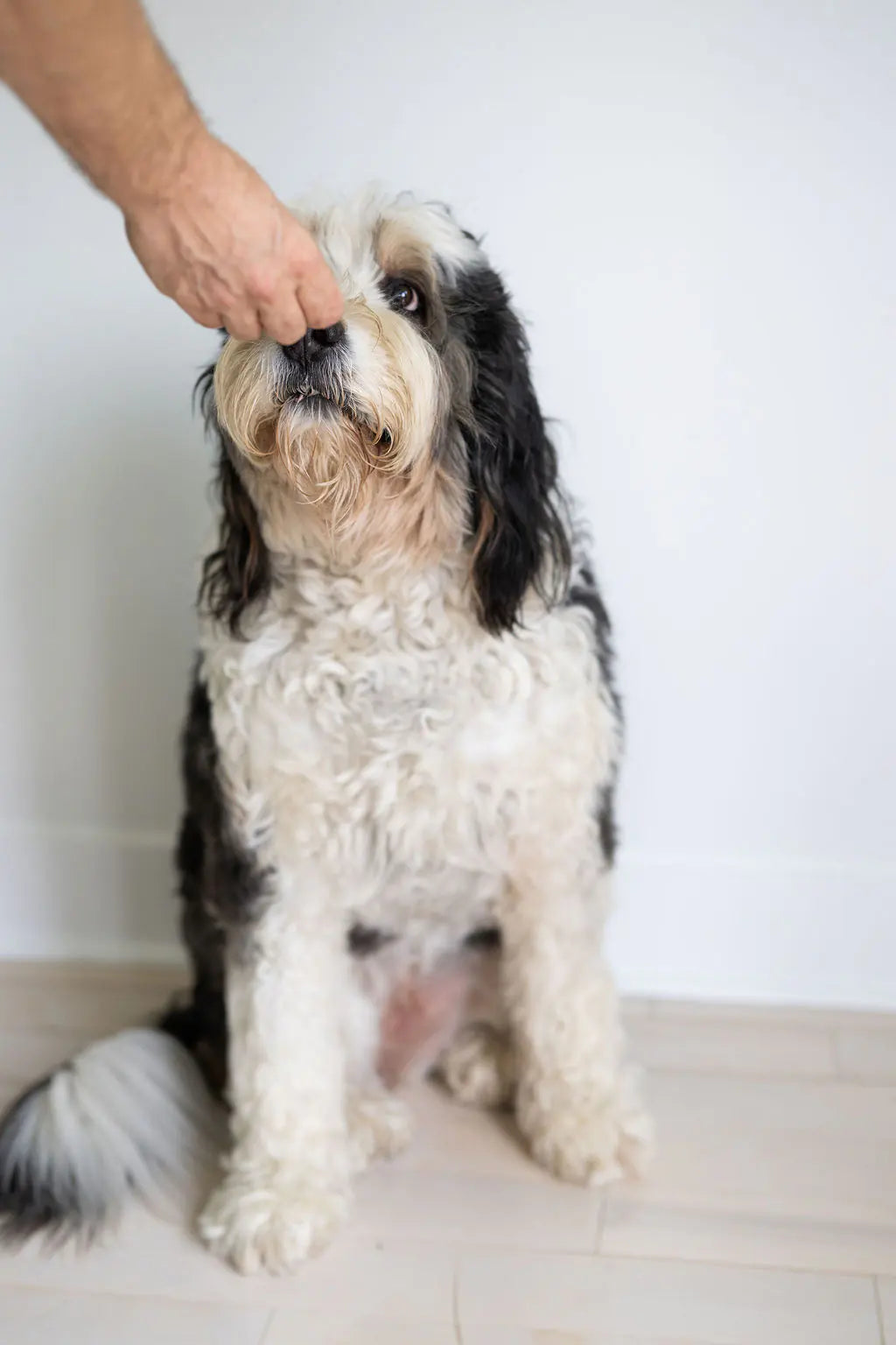 A dog enjoying a Biggie’s Bakes treat