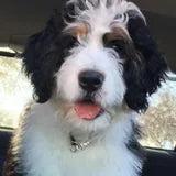 Luna the Bernedoodle