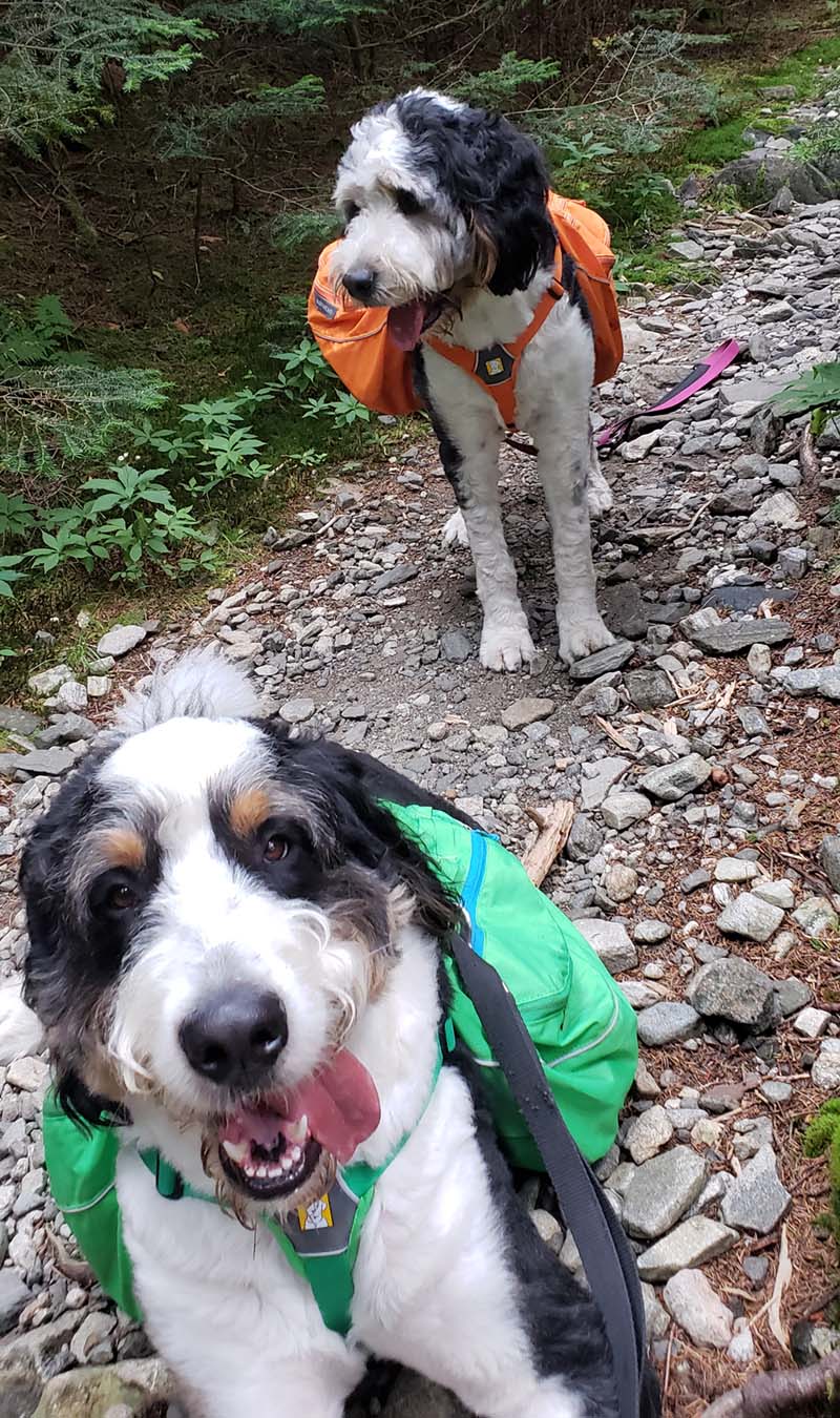 biggie-and-luna-hiking-packs-2
