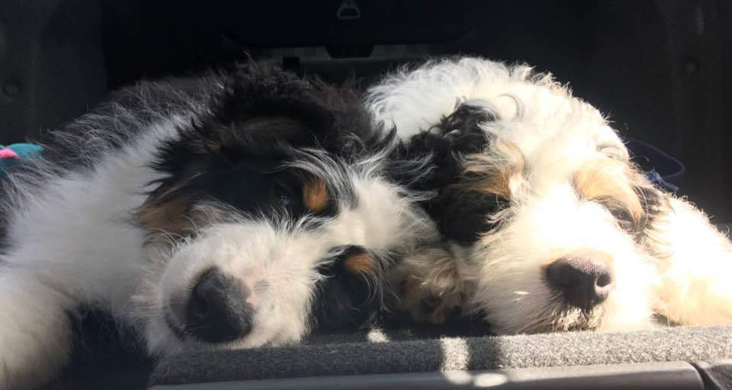 biggie-luna-naptime